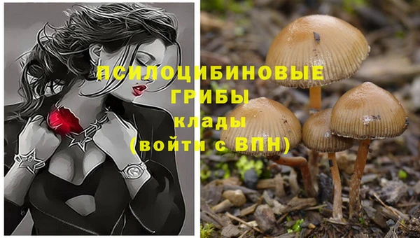 сатива Осташков